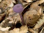 Amethyst deceiver - northeastwildlife.co.uk